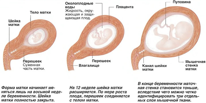 Изменение органа во время беременности