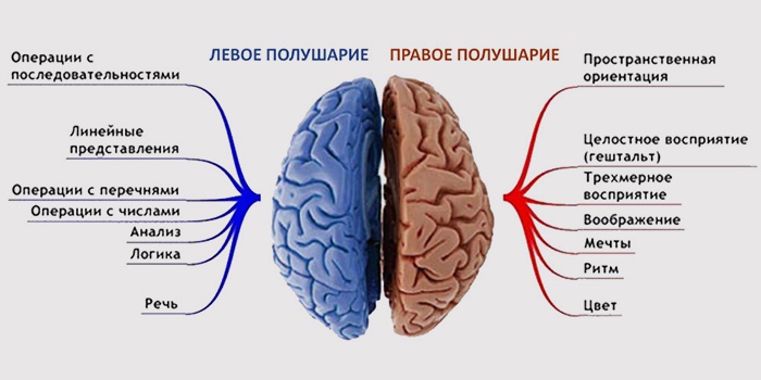 Функции полушарий мозга