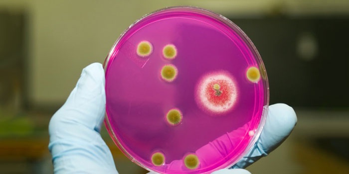 Бактерия золотистый стафилококк