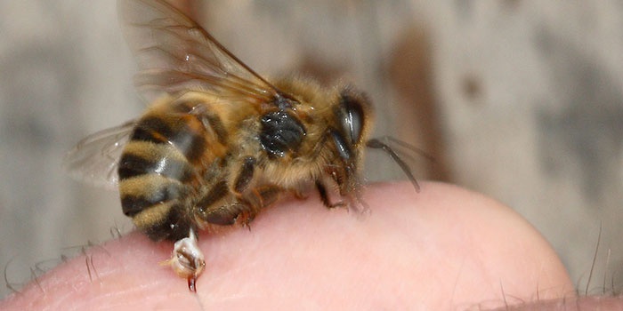 Пчела на ноге