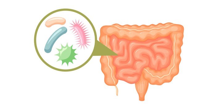 Бактерии и кишечник
