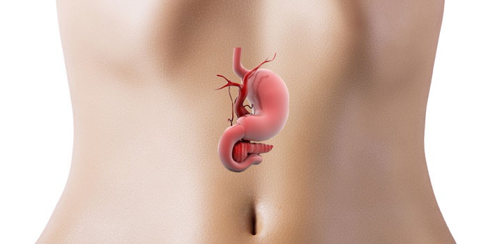 Схема органов пищеварения на фоне живота девушки