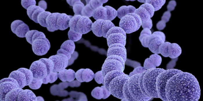 Бактерия Streptococcus pneumoniae