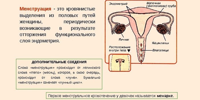 Понятие менструации