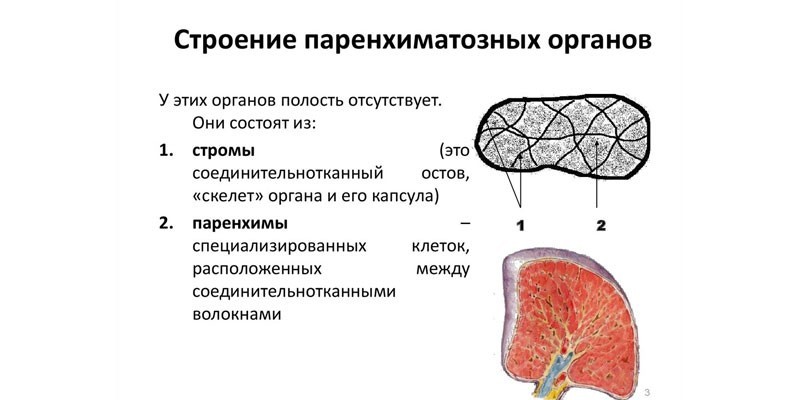 Строение паренхиматозных органов