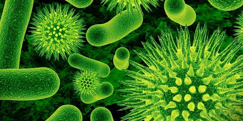 Бактерии у человека