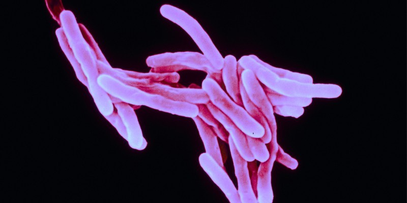 Палочка - возбудитель туберкулеза