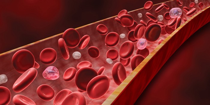 Клетки крови в сосуде