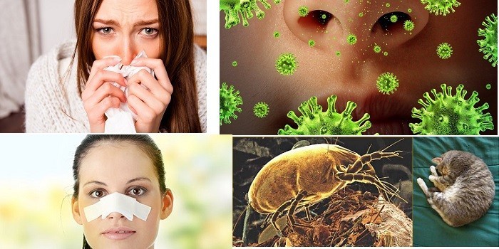 Вирусы, клещи, травмы и аллергия на животных