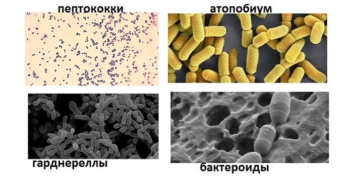 Условно-патогенные бактерии