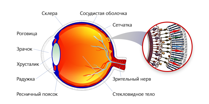 Строение преломляющей системы глаза