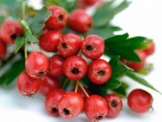 Боярышник — полезные свойства и противопоказания настойки, чая, или отвара из свежих или сушеных плодов