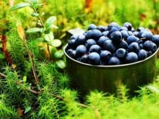 Черника — полезные свойства и противопоказания, показания и народные рецепты с ягодами или листьями