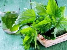 Крапива — лечебные свойства и противопоказания листьев или корней, показания, рецепты народной медицины